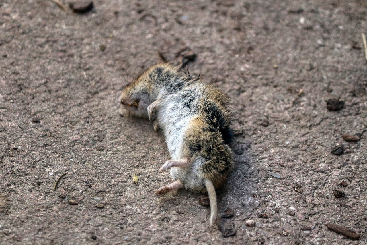 A Guide for Eco-Friendly Pest Control in Gardens